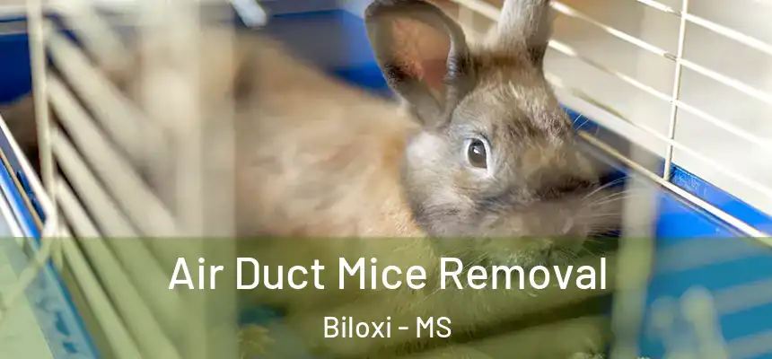  Air Duct Mice Removal Biloxi - MS